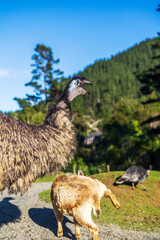 A large emu with open beak stands in the foreground while a goat grazes nearby and a turkey roams in the background