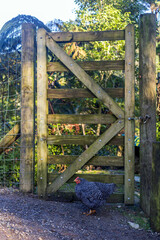 A black and white patterned hen standing near a rustic wooden gate in a sunny rural farm setting