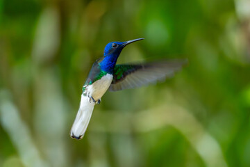 Florisuga mellivora White-necked jacobin Kolibřík bělokrký, Best Humminbird from Ecuador in the flight, wildlife from tropic jungle. Wildlife scene from nature. Hummingbird with flower, in flight.