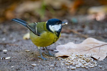 great tit parus major