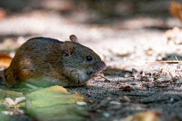 rat on the ground