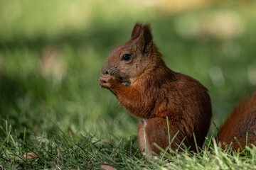 A red squirrel on the green grass