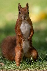 A red squirrel on the green grass