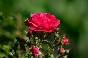 red rose bush
