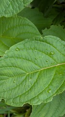 Nature close-up with fresh rain on foliage
