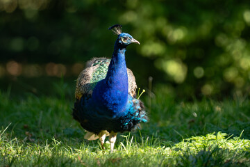 peacock in the park