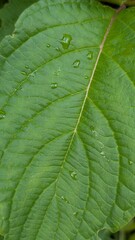 Nature close-up with fresh rain on foliage