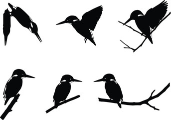 PrintKingfisher bird silhouettes, perched on branches, flying, diving, wings spread, black vector illustration, wildlife design, nature art, animal shapes