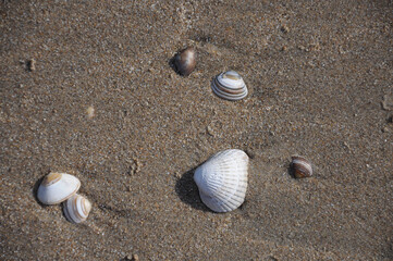 Shells on beach sand close up