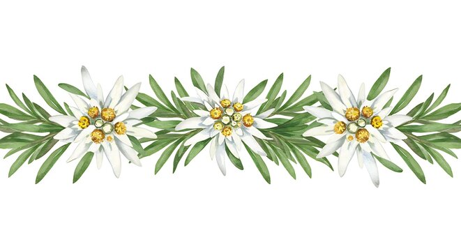 Watercolor illustration of white edelweiss flowers and green leaves border