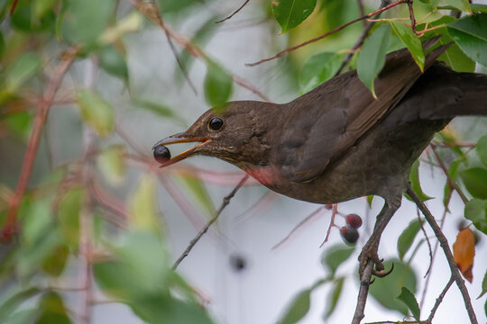 A blackbird sits on a branch and eats a black berry