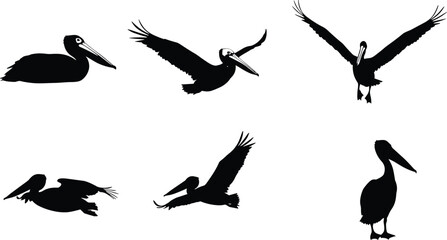 PrintPelican silhouette, flying pelican, standing pelican, bird in flight, coastal wildlife, seabird illustration, black silhouette, pelican landing, pelican pose, nature