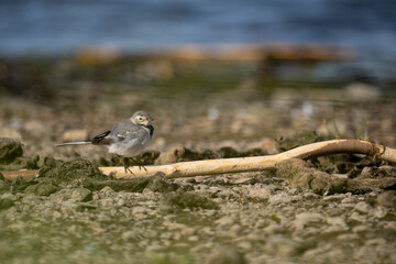 The gray wagtail on the riverbank