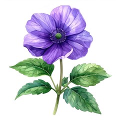 Detailed illustration of a single, vibrant purple flower with green leaves