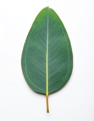 Close-up of a single, vibrant green leaf against a white background