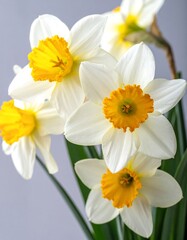 Fototapeta premium Close-up of several daffodils, white petals with yellow centers