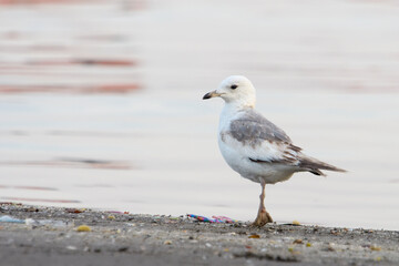 Common Gull or Larus canus rare winter visitor at Arnala Jetty Maharashtra India