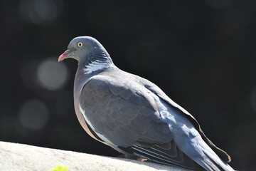 pigeon des villes