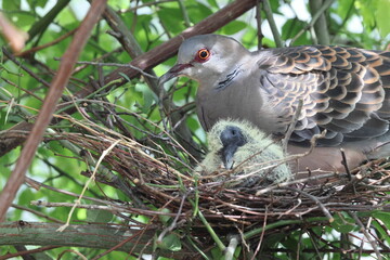 Oriental turtle dove or rufous turtle dove (Streptopelia orientalis orientalis) is a member of the bird family Columbidae. This photo (nesting) was taken in Japan.