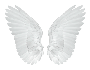 Pair of white angel wings spread wide (1)