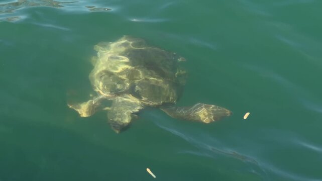 Tracking shot following a wild Loggerhead sea turtle (Caretta caretta) swimming and surfacing to breathe in the clear waters of Argostoli Bay, Kefalonia, Greece.