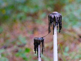 Schopftintling verfaul