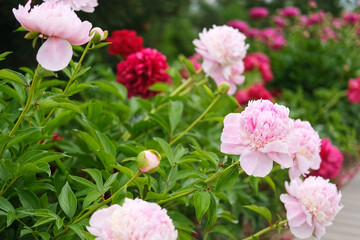 Pink peony growing, blurred leaves background. Gently fresh flower bush. Gardening, landscaping. Plant Nurse Ad. Backdrop for product promote. Flower shop. Green home garden. Landscape design. Path