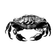 crab on white