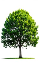 Obraz premium Isolated, vibrant green tree against white background. Lush foliage, light-toned trunk, and a grassy base