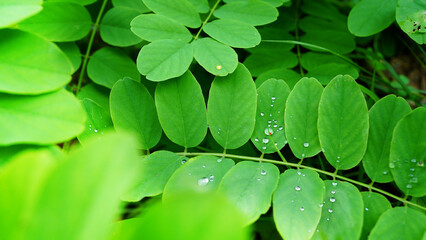 Chanca Piedra Leaves with Morning Dew and Raindrops After Rainfall