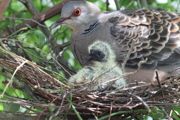 Oriental turtle dove or rufous turtle dove (Streptopelia orientalis orientalis) is a member of the bird family Columbidae. This photo (nesting) was taken in Japan.