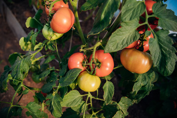 A branch with ripe pink and green tomatoes grown in the garden in summer. Vegetable cultivation, agriculture.