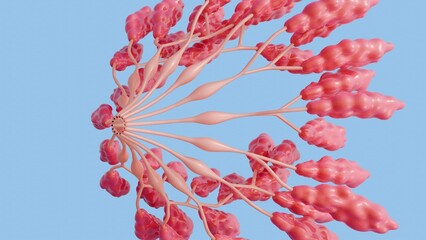 The 3D rendering of the radial architecture emulates the lobular morphology of the gland , featuring arm - like projections that represent the ductal branches radiating from the central nipple region.