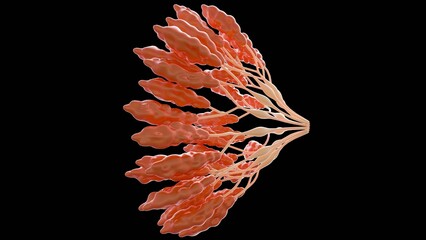 The 3D rendering of the radial architecture emulates the lobular morphology of the gland , featuring arm - like projections that represent the ductal branches radiating from the central nipple region.