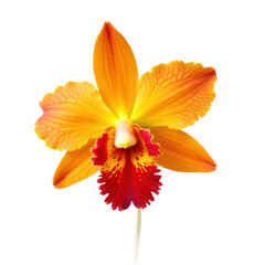 Vivid orange orchid flower with red and yellow details, showcasing delicate petals and intricate textures in bright colors