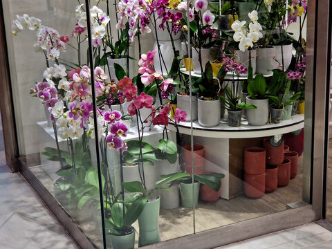 provide them with bright, indirect light and avoid direct sun. Water thoroughly but allow the growing medium to dry out between waterings to prevent root rot. Use a specialized, airy orchid mix