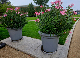  It grows yielding salmon-colored blossoms from spring through fall which are attractive to butterflies and humming birds.  distinguishes Dwarf Petite pink oleander from Petite Salmon
