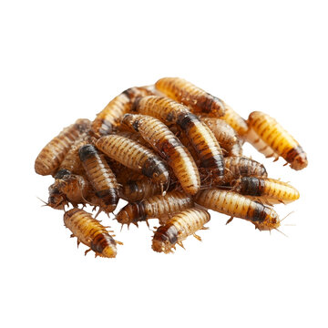 Pile of live maggots &mdash; worm larvae, isolate on transparent white background