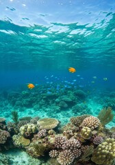 Naklejka premium Thickets of colorful soft coral on a reef in the ocean in lagoon. Amazing, beautiful underwater marine life world of sea creatures in Maldives. Scuba diving and tourism