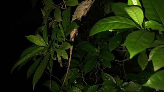 Indian Garden Lizard between tree branches at night.