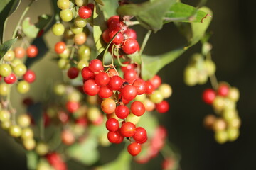 A cluster of Smilax aspera with berries 