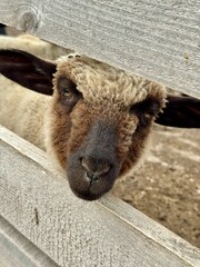 Obraz premium cute brown nose sheep lamb in a fence on a farm, Ukraine