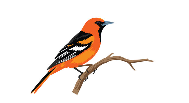 An illustration of an oriole bird perched on a branch.