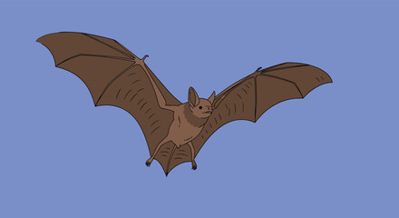 Fototapeta premium An overhead view of a brown bat with outstretched wings flying in a clear blue sky.