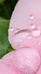 Natural macro shot of flower petal with raindrops