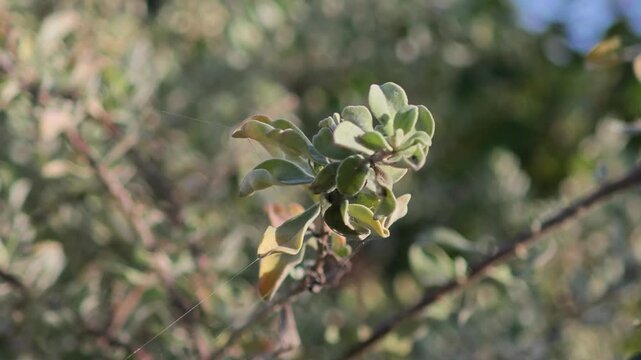 Eremophila nivea or Silky Eremophila.