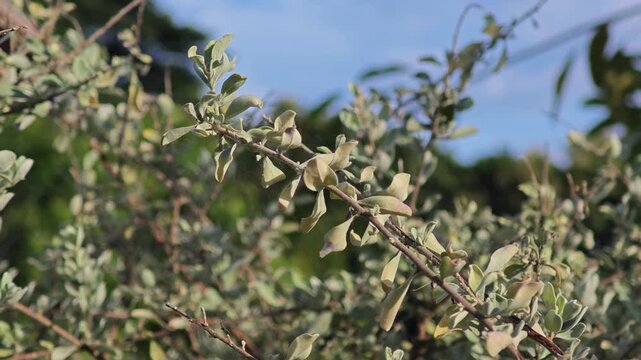 Eremophila nivea or Silky Eremophila.