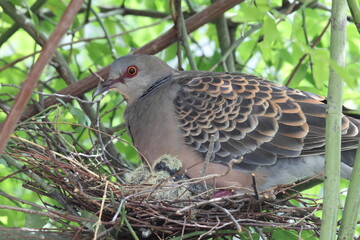Oriental turtle dove or rufous turtle dove (Streptopelia orientalis orientalis) is a member of the bird family Columbidae. This photo (nesting) was taken in Japan.