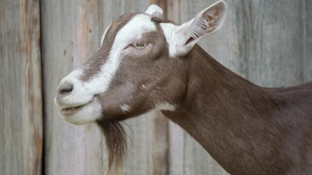 Close-Up Portrait of a Domestic Sheep