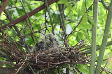 Oriental turtle dove or rufous turtle dove (Streptopelia orientalis orientalis) is a member of the bird family Columbidae. This photo (nesting) was taken in Japan.